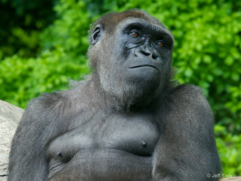 Taking It Easy!! Western Lowland Gorilla 