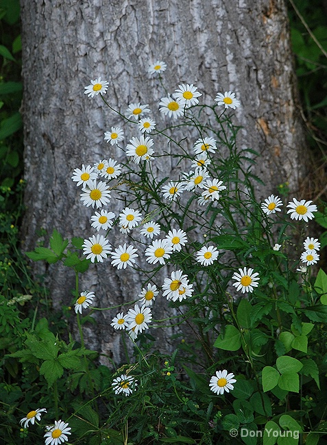 Smoky Mountains, Cades Cove, Daisies