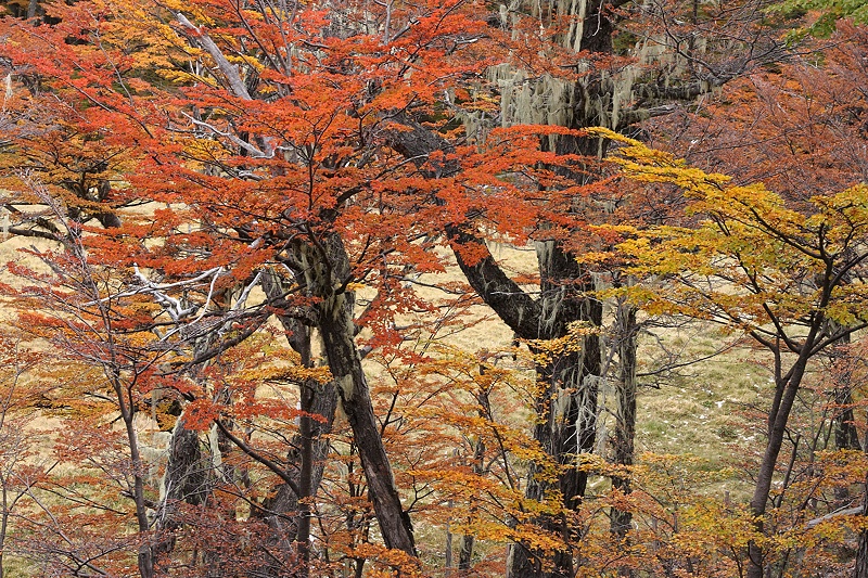 Dressed in fall colors