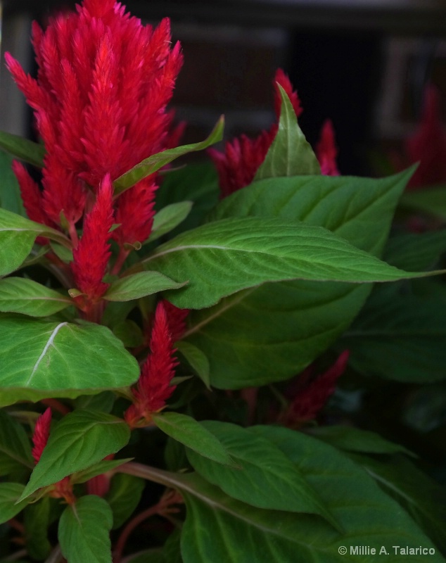 Celosia