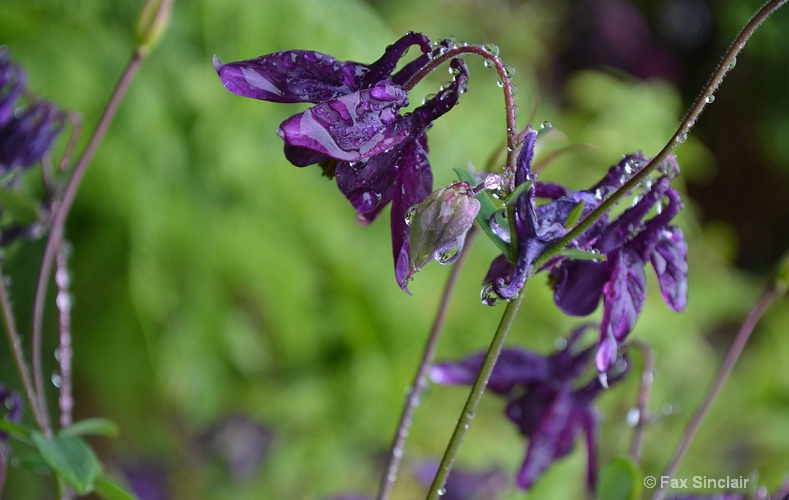 Purple Rain  - ID: 14915108 © Fax Sinclair