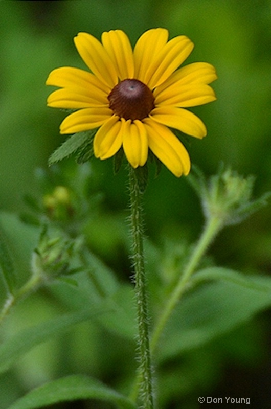 Black Eyed Susan