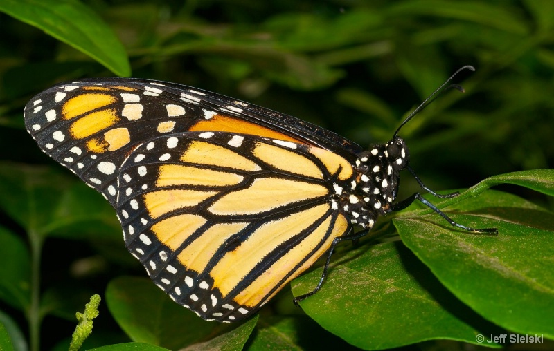 Enjoying The Summer!!  Monarch Butterfly 