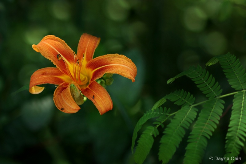 Solitary Lily