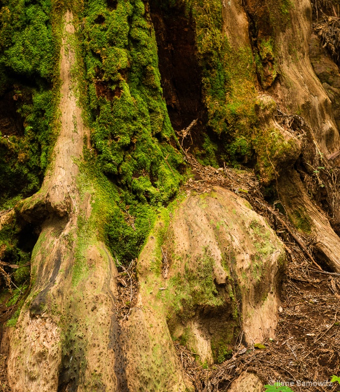 Redwood Close Up