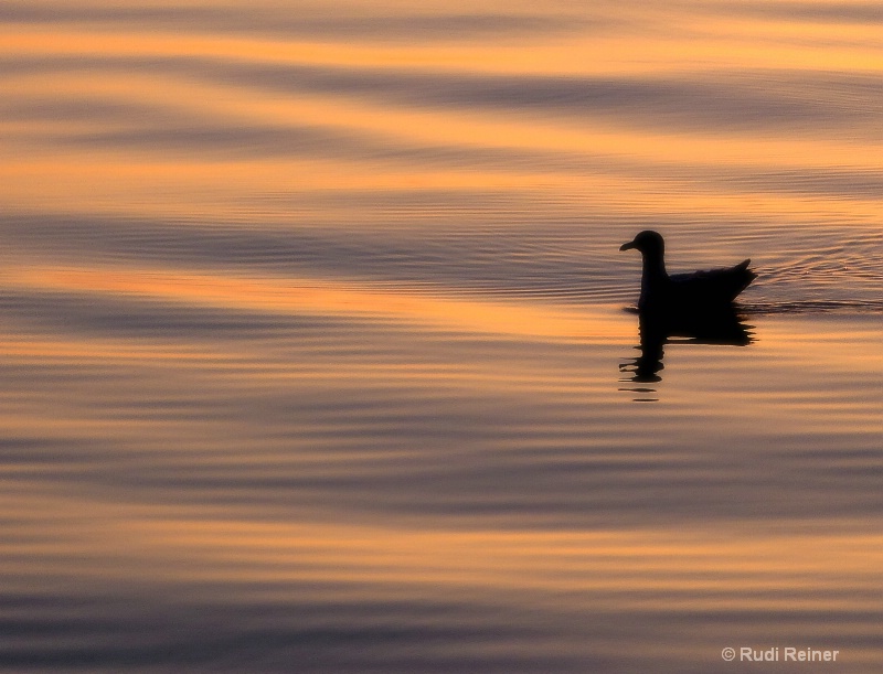 Duck at dusk