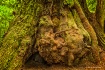 Redwood Detail