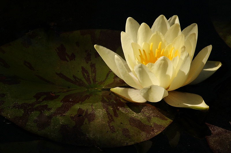 Yellow water lily