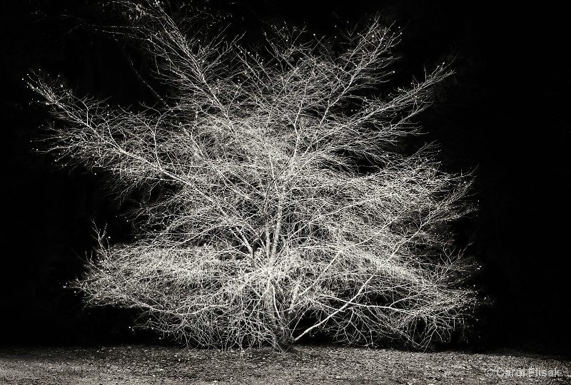Delicate Branches - ID: 14916233 © Carol Flisak