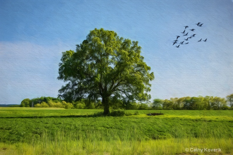 Tree In The Spring Green Field