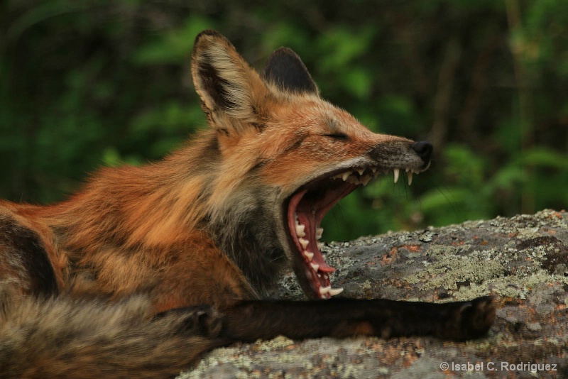 Foxy Yawn
