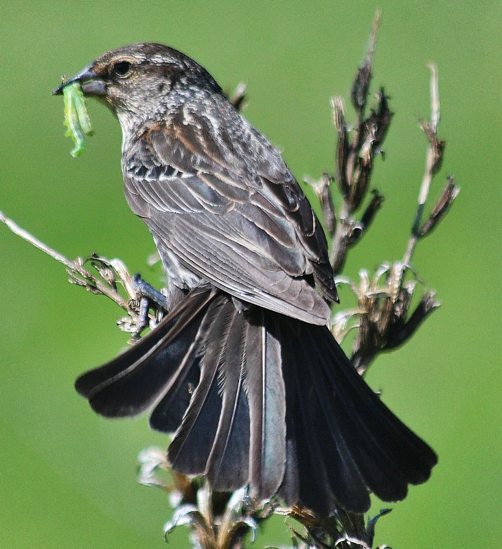 Female Blackbird Fanning