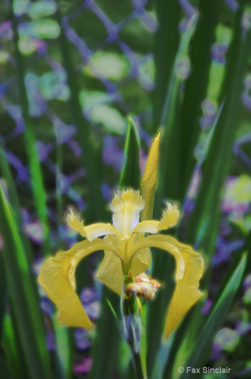 Iris Effect - ID: 14916373 © Fax Sinclair