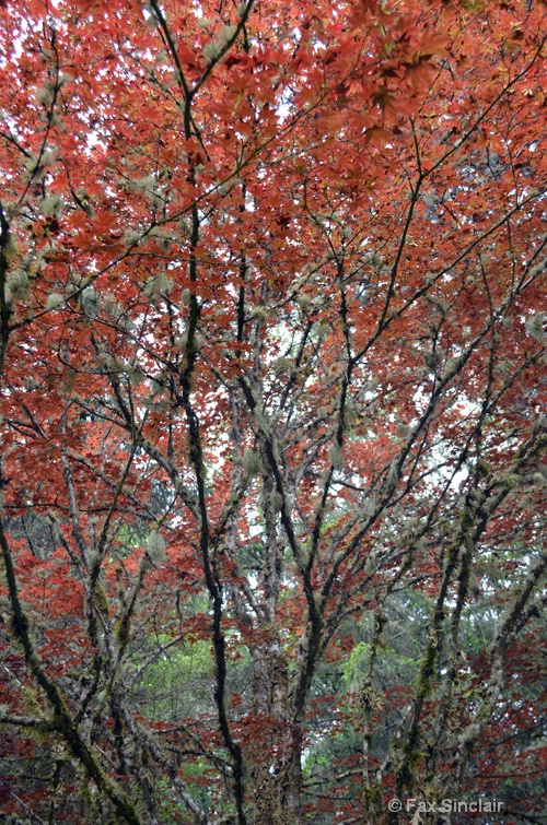red tree  - ID: 14916391 © Fax Sinclair