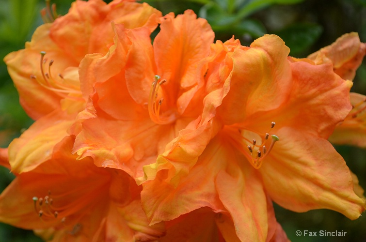 Orange - ID: 14916394 © Fax Sinclair