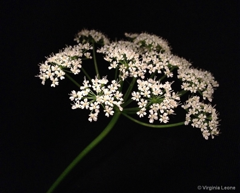 Queen Anne's Lace