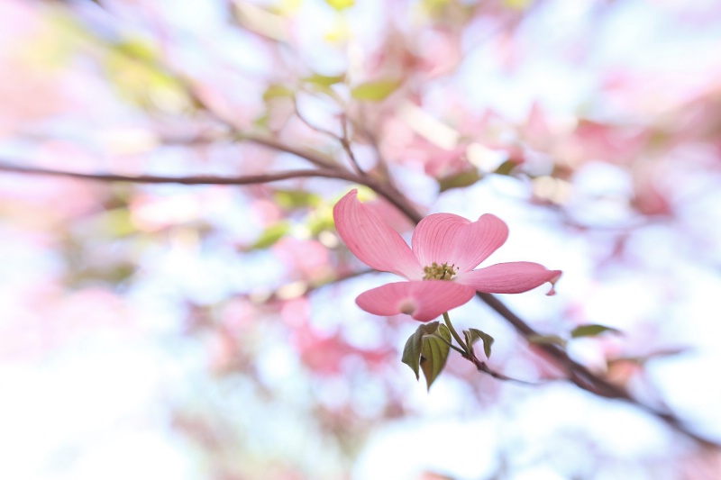 alone on a branch