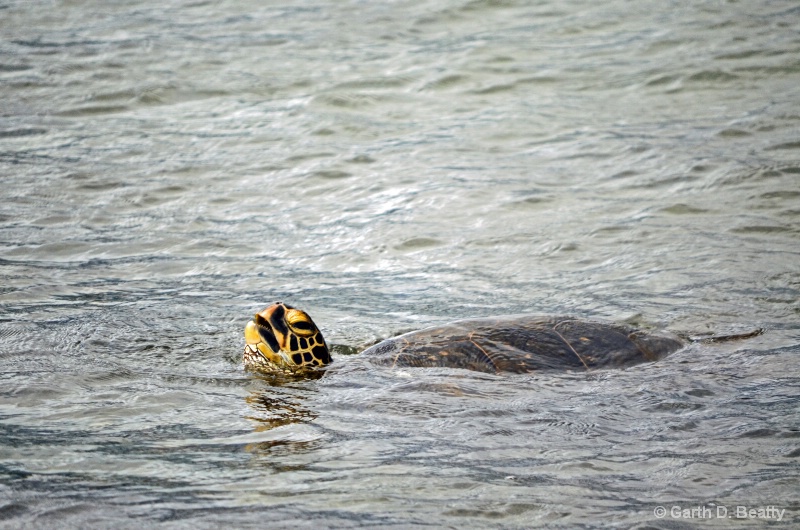 Sea Turtle #2