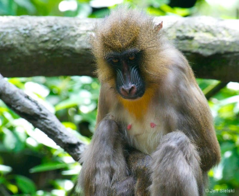 Very Watchful Eyes!!  Mandrill 