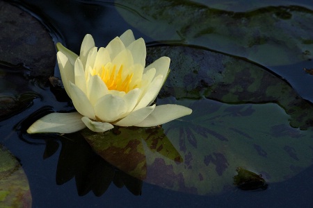 Yellow water lily #2