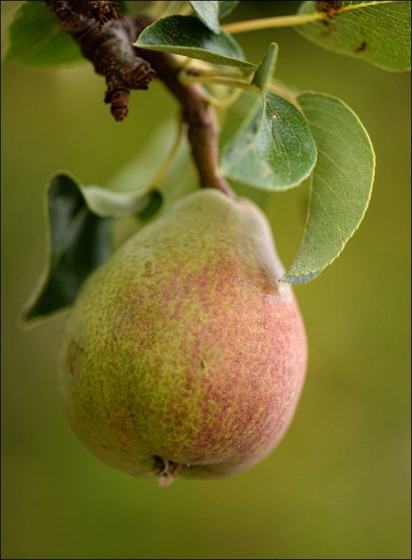 A Pear On My Tree