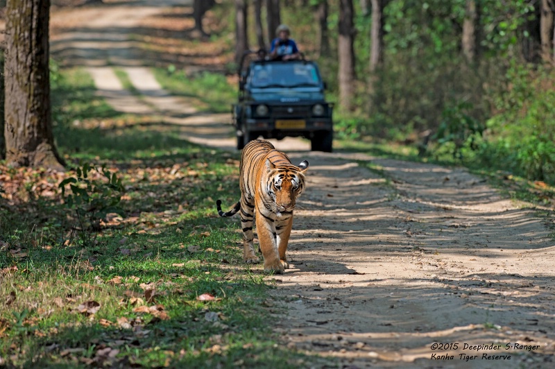 Tiger on the road -2