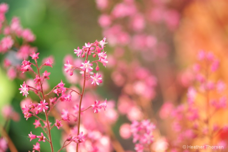 Heuchera in evening sunlight