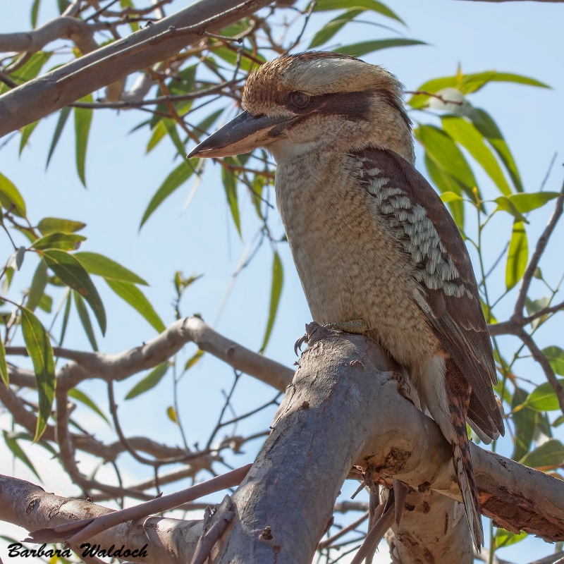 Hunting lizards