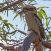 Hunting lizards