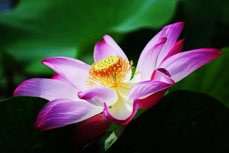 Beauty of Water Lily