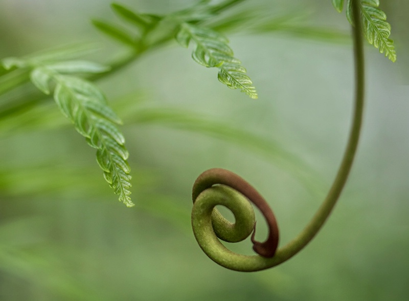 Spring Tendril    