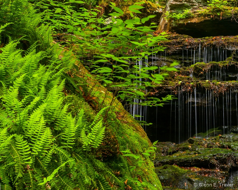Hidden Ferns of the Falls