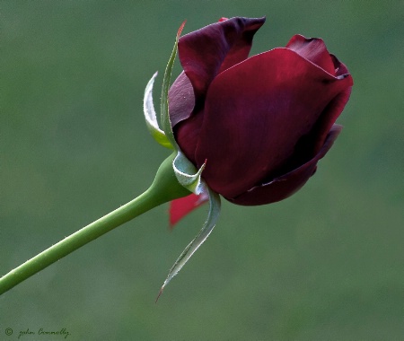 A red Rose.