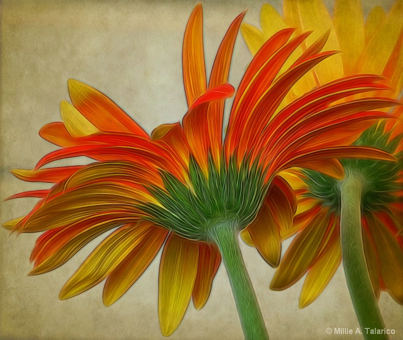 Textured Gerberas