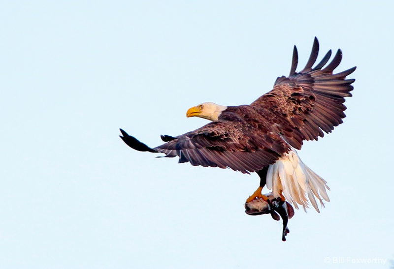 Bald Eagle with Catfish