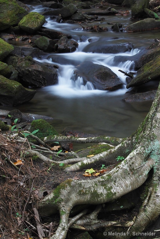 Water & Roots