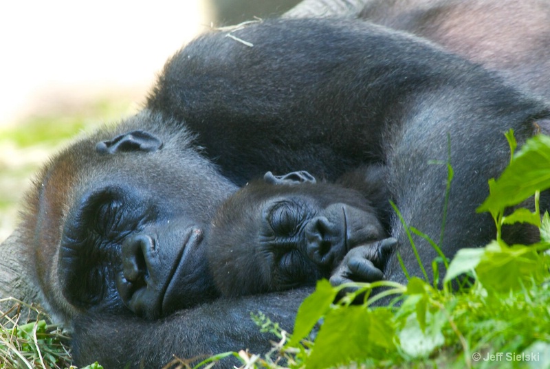 Nap Time!! Lowland Lowland Gorilla & Baby 
