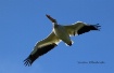 Pelican fly by
