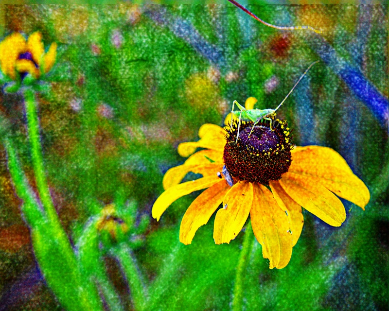 ------"Texas Wild Flower and Grasshopper"-