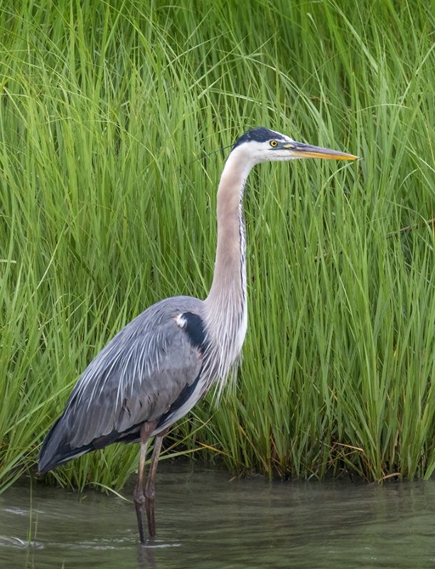 Heron at Attention     