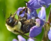 Bumblebee Tongue