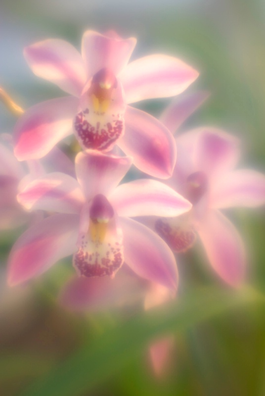 Orchid - ID: 14918140 © Nora Odendahl