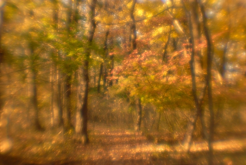 Foulkeways Woods - ID: 14918187 © Nora Odendahl