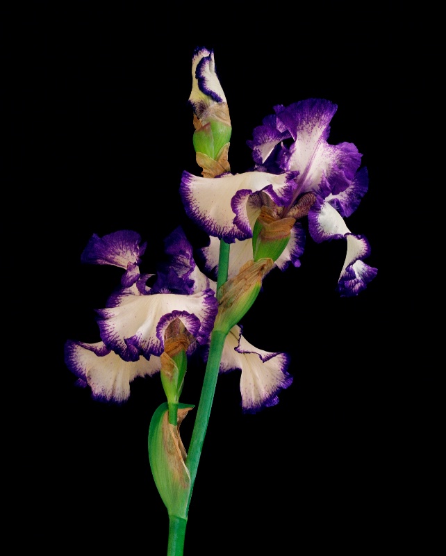 Iris - ID: 14918202 © Nora Odendahl