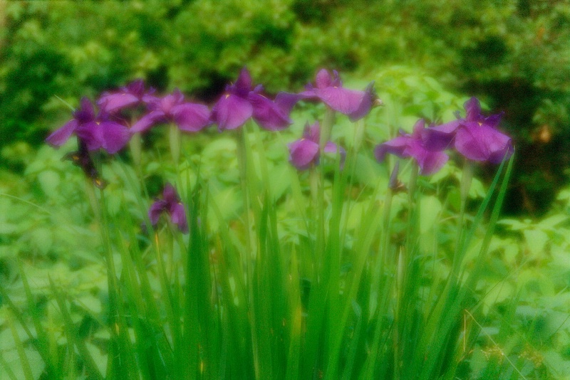 Charlotte's Siberian Irises - ID: 14918203 © Nora Odendahl