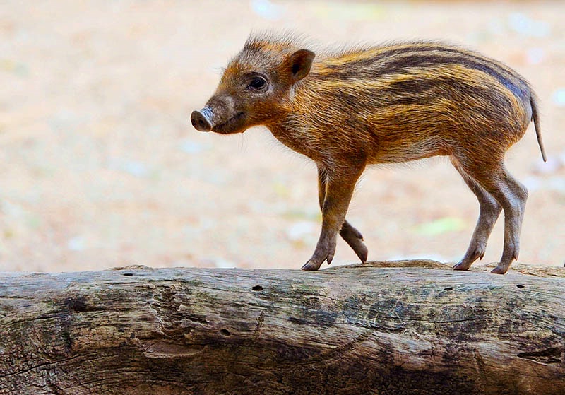 Baby Red river Hog