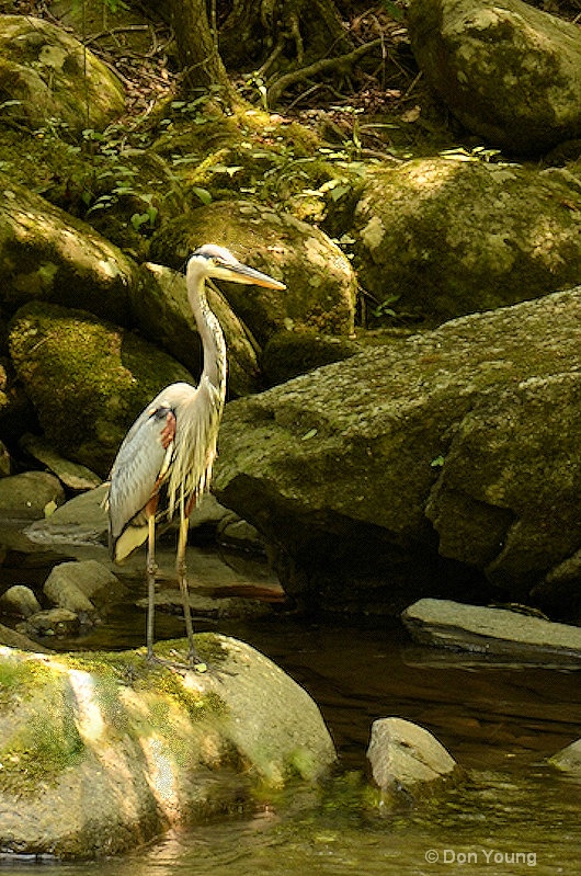 Blue Heron