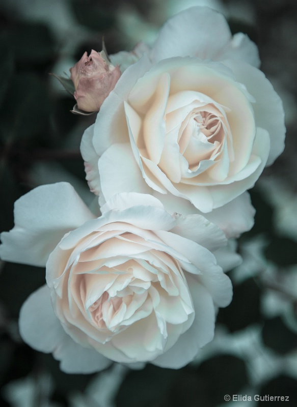 winter roses