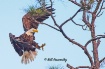 Bald Eagle Coming...
