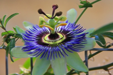 The Long Awaited Passiflora Blossom